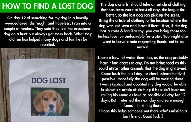 How to find a lost dog